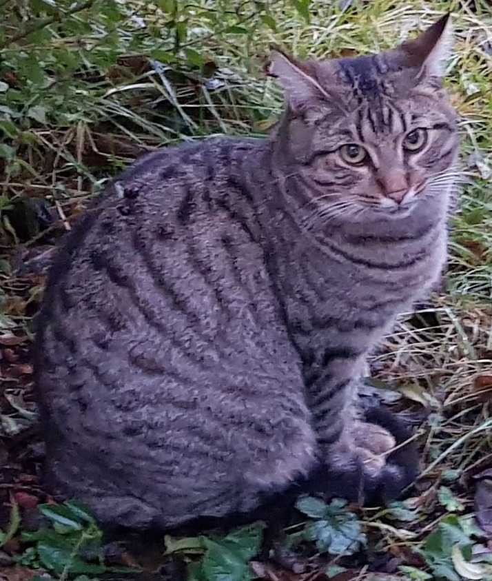 Vorschaubild der Anzeige, (Id: 2021367)