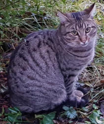 Vorschaubild der Anzeige, (Id: 2021367)