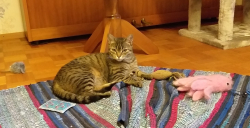 Vorschaubild der Anzeige, (Id: 1992604)